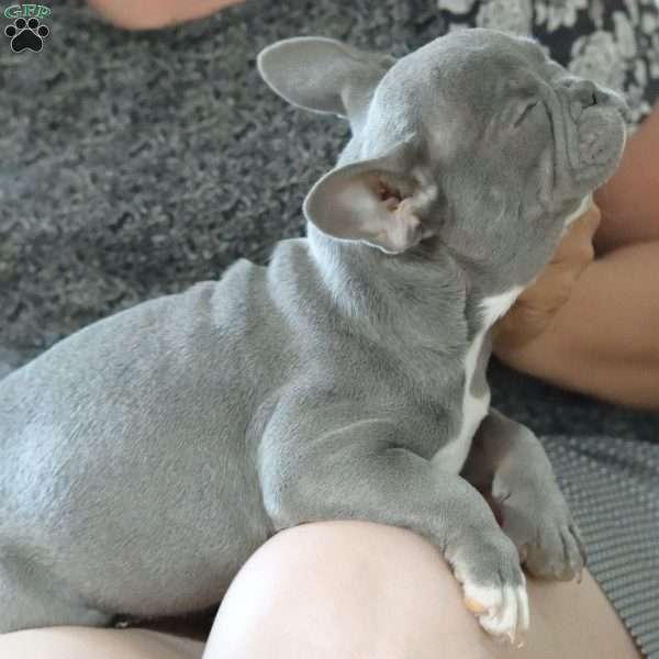 Misty, French Bulldog Puppy